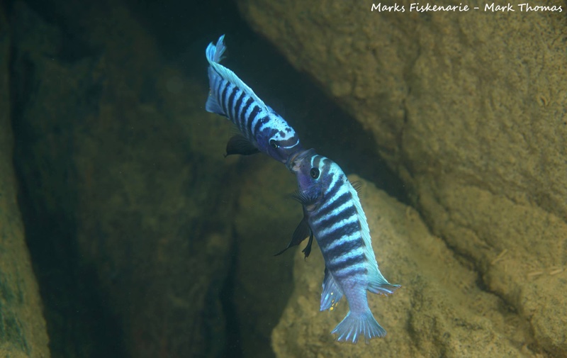 Petrotilapia sp. 'zebra lillie' Tanzania